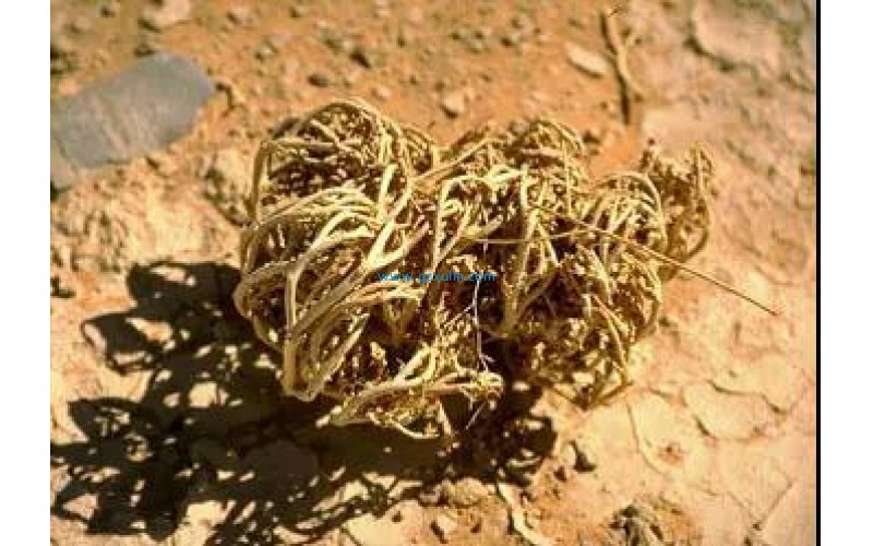 甘油葡糖苷溫和修復肌膚屏障問題及保護肌膚屏障健康