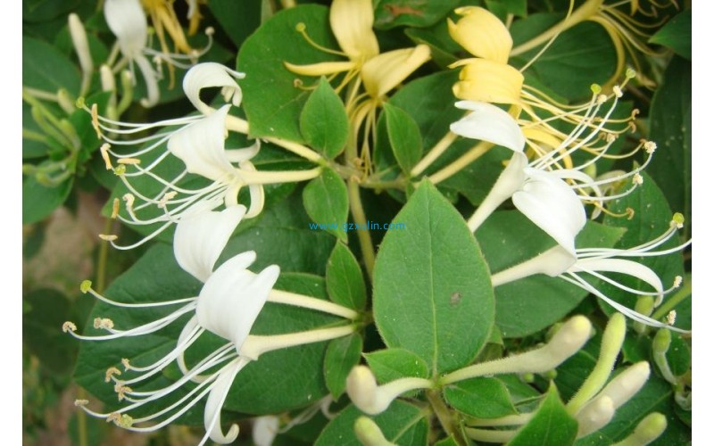 化妝品護膚品中忍冬花提取液活性成分的功效與作用